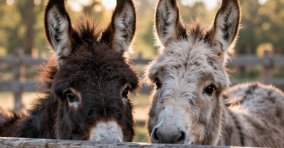 Two miniature donkeys peer over a wooden fence.