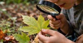 A child examines a green leaf with a magnifying glass outdoors.